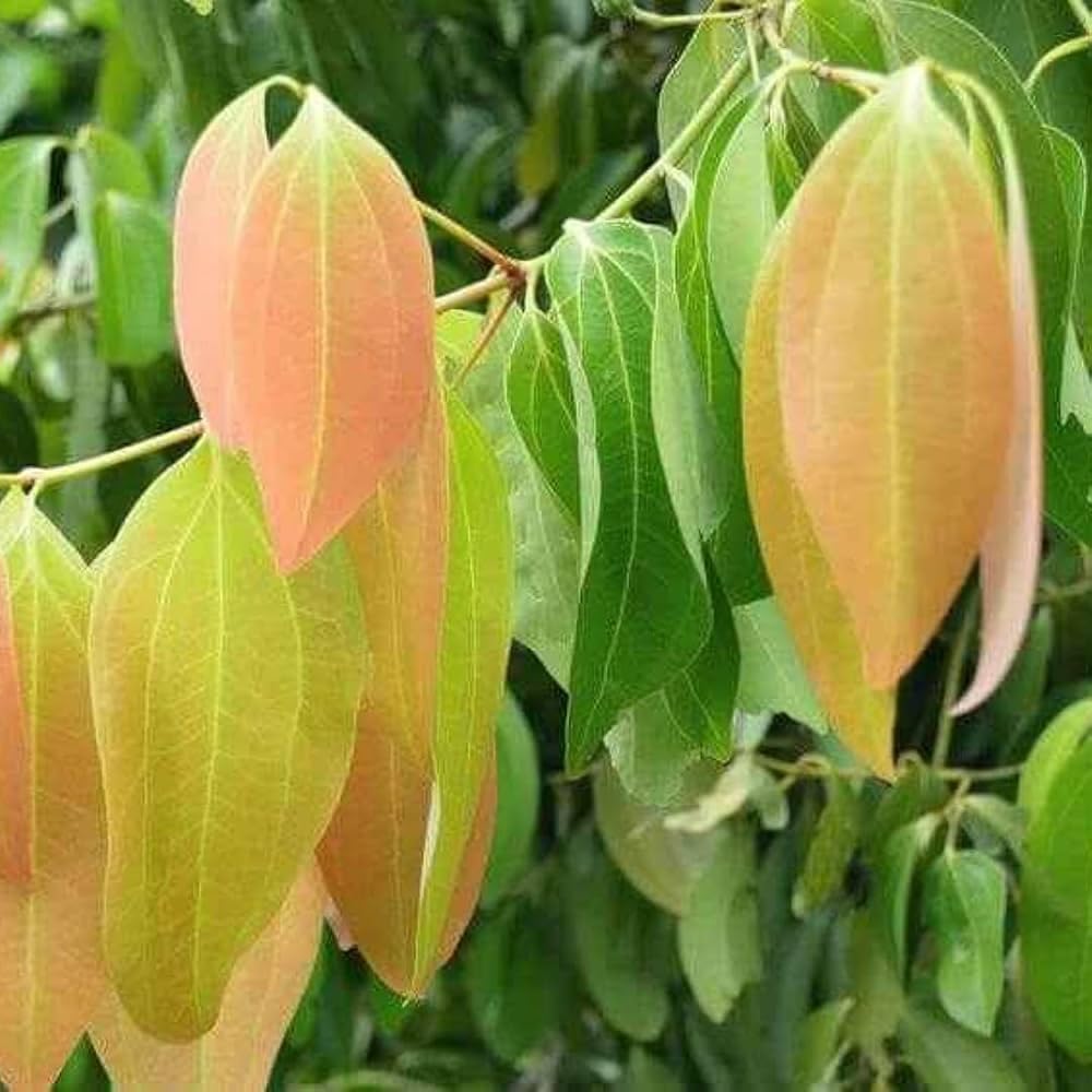 Platone Bay Leaf Plant/Tej Patta Special Variety (Pack Of 1)