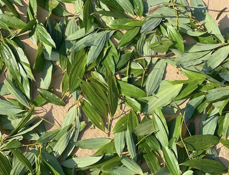 Platone Bay Leaf Plant/Tej Patta Special Variety (Pack Of 1)
