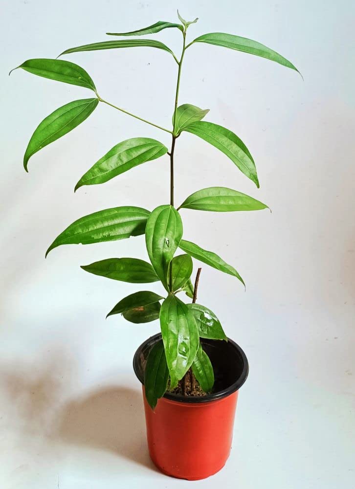 Platone Live Tej Patta, Tamalpatra, Indian Bay Leaf Plant.