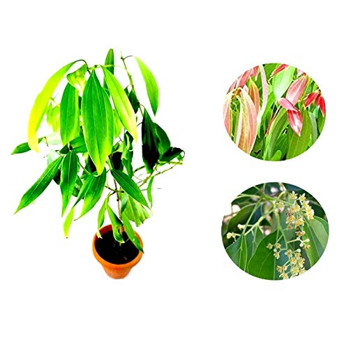 Platone Live Tej Patta, Tamalpatra, Indian Bay Leaf Plant.