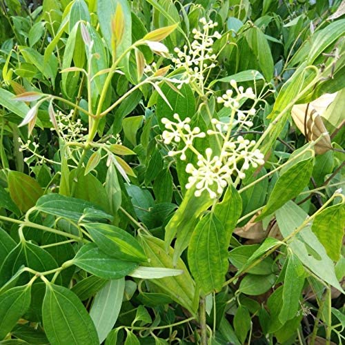 Platone Live Tej Patta, Tamalpatra, Indian Bay Leaf Plant Healthy Spice Plant