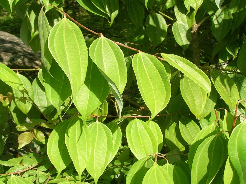 Platone Live Tej Patta, Tamalpatra, Indian Bay Leaf Plant Healthy Spice Plant