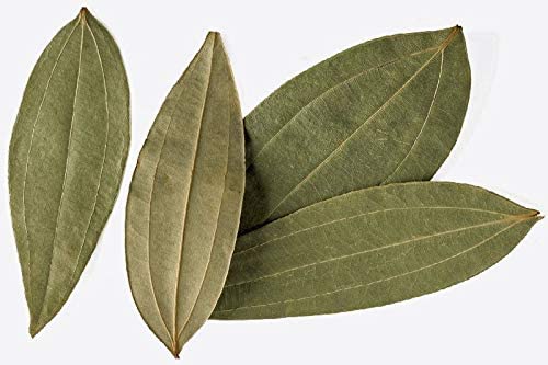 Platone Live Tej Patta, Tamalpatra, Indian Bay Leaf Plant Healthy Spice Plant