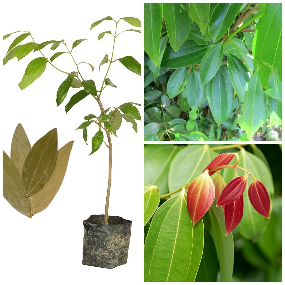 Platone Original (Syzygium polyanthum) Tej Patta/Bay Leaf/Tez Patta Spice Plant