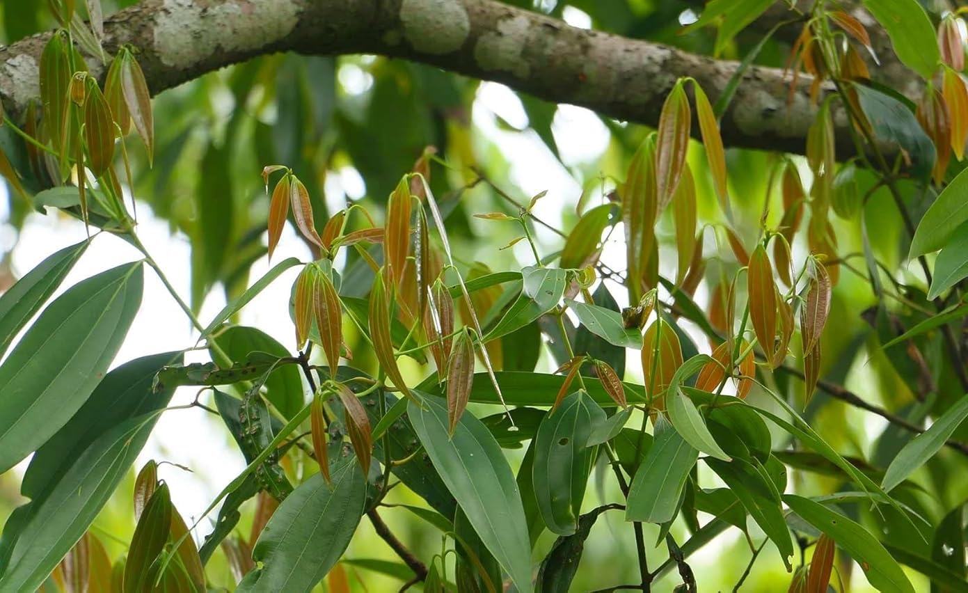 Platone Original (Syzygium polyanthum) Tej Patta/Bay Leaf/Tez Patta Spice Plant