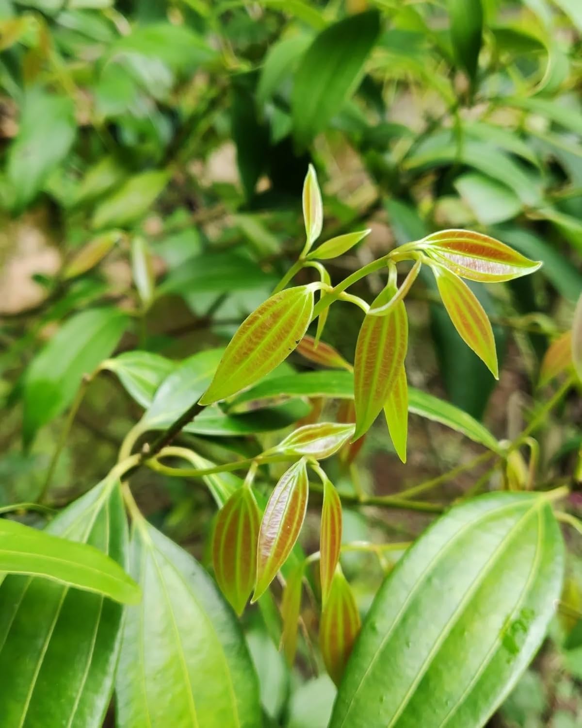 Platone Original (Syzygium polyanthum) Tej Patta/Bay Leaf/Tez Patta Spice Plant