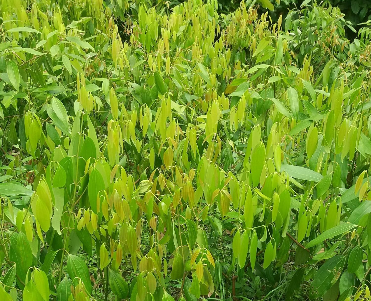 Platone Original (Syzygium polyanthum) Tej Patta/Bay Leaf/Tez Patta Spice Plant