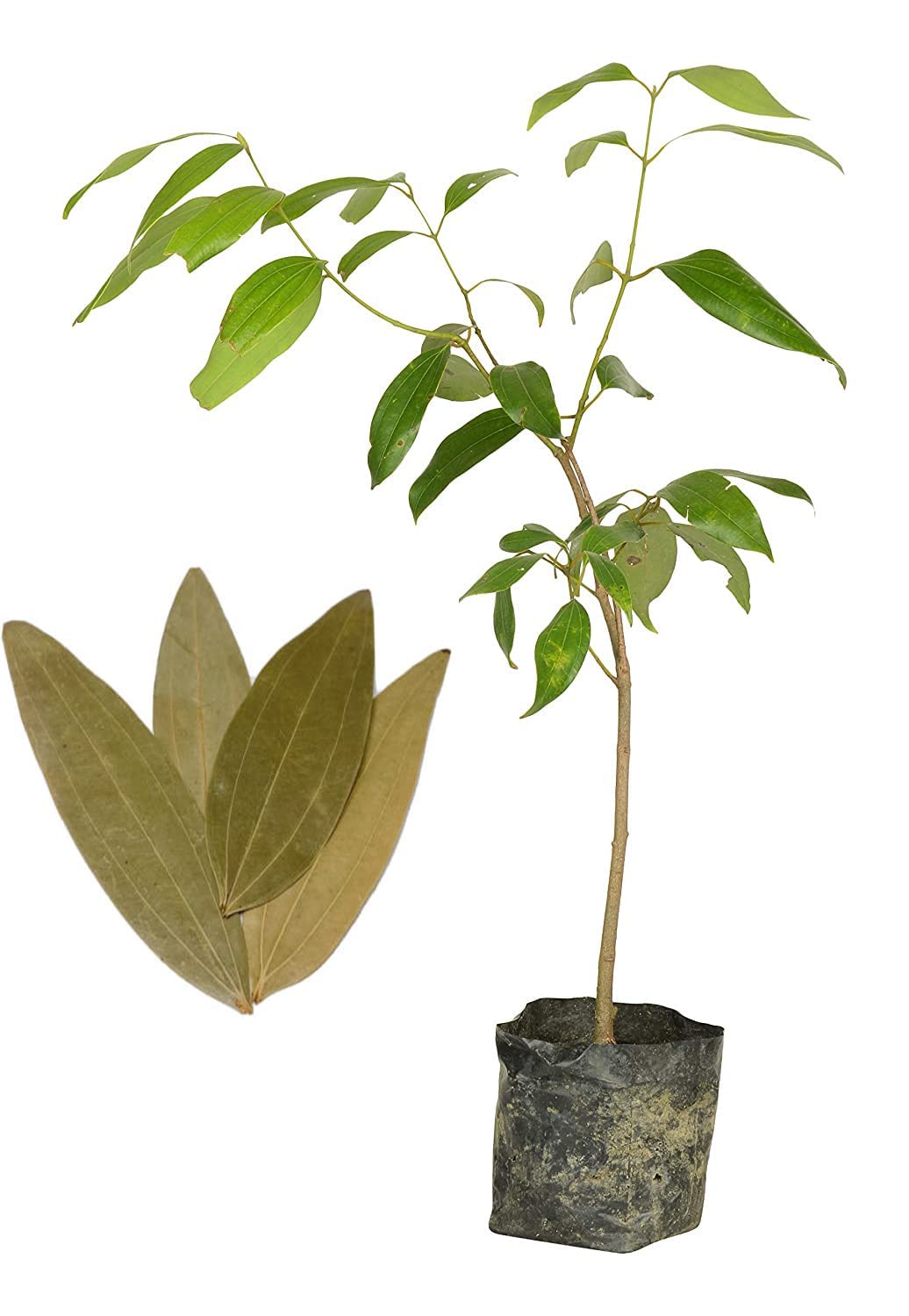 Platone Original (Syzygium polyanthum) Tej Patta/Bay Leaf/Tez Patta Spice Plant