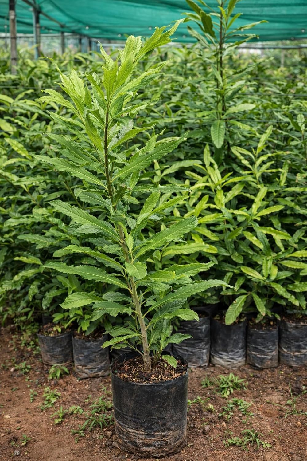 Platone Macadamia Nut Live Plant