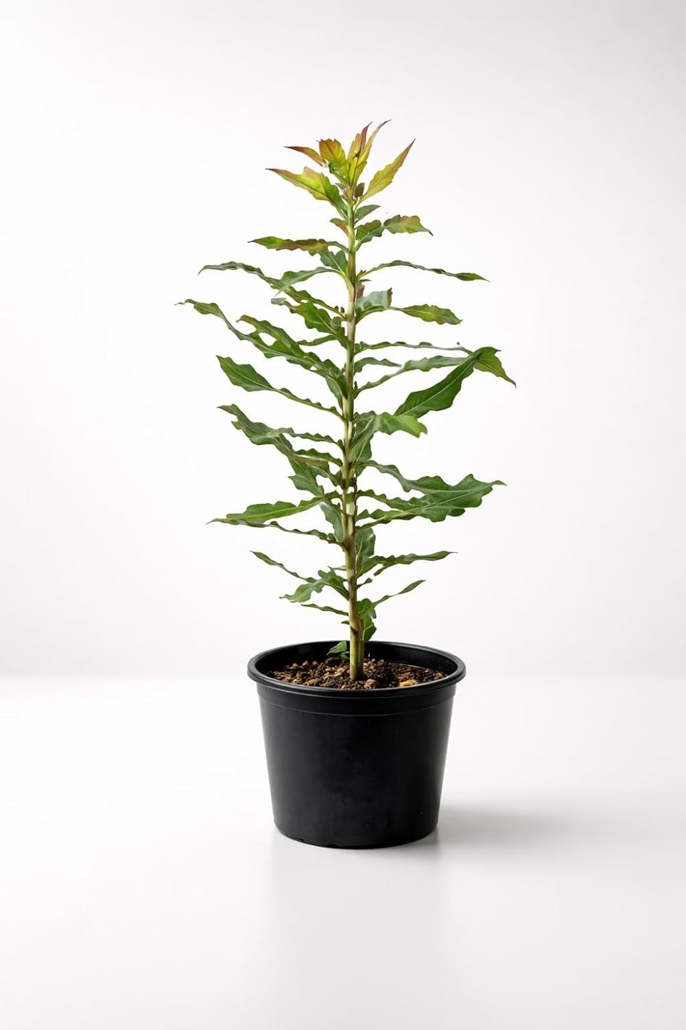 Platone Macadamia Nut Live Plant