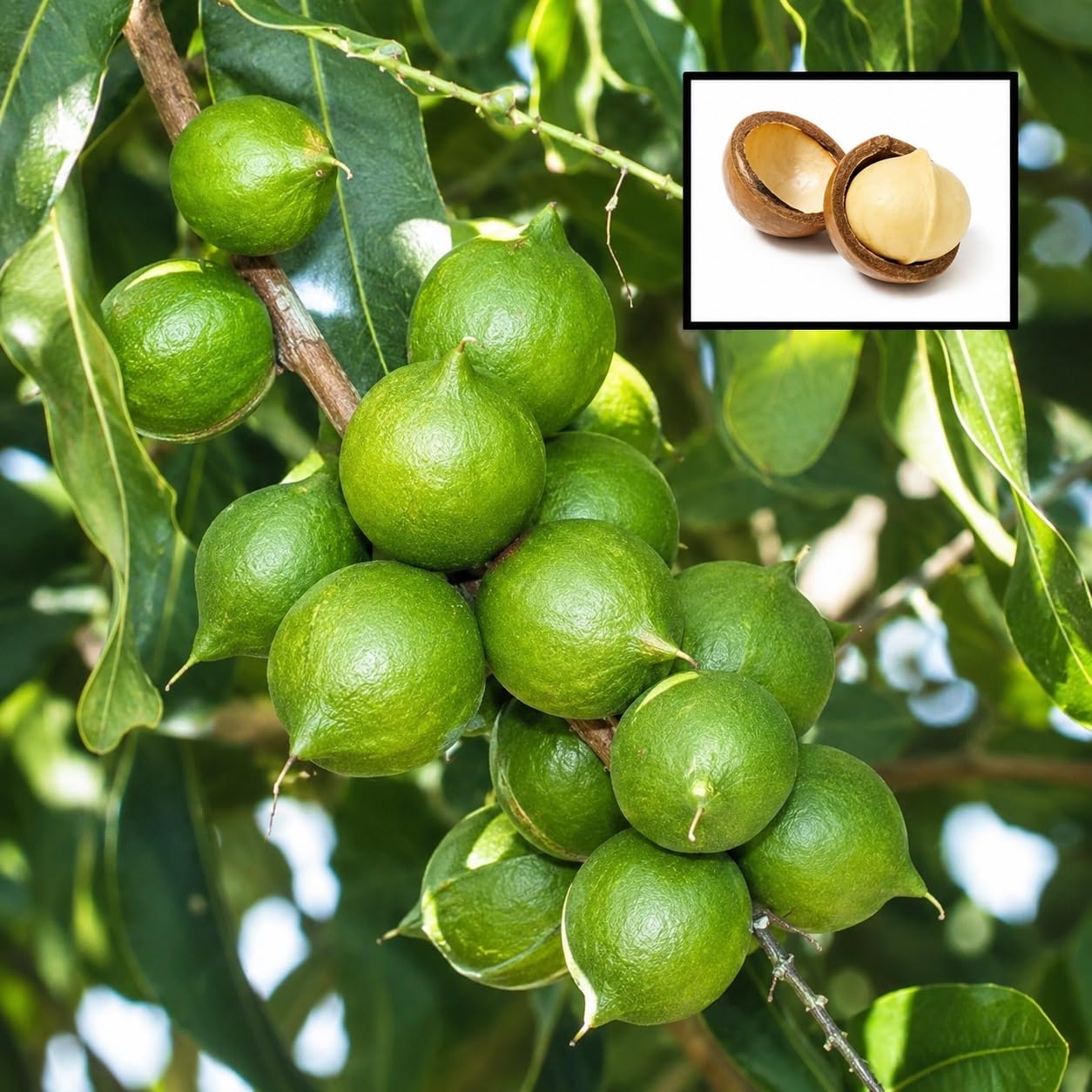 Platone Macadamia Variety Live Fruit Plant, Macadamia Nut Healthy Plant for Home & Outdoor Garden, Pack of 1