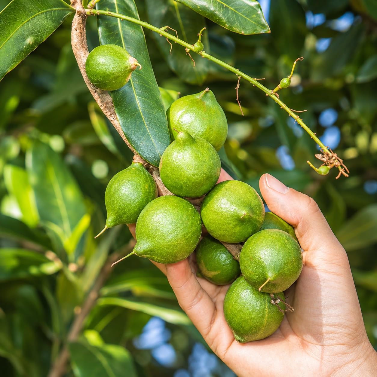 Platone Macadamia Variety Live Fruit Plant, Macadamia Nut Healthy Plant for Home & Outdoor Garden, Pack of 1