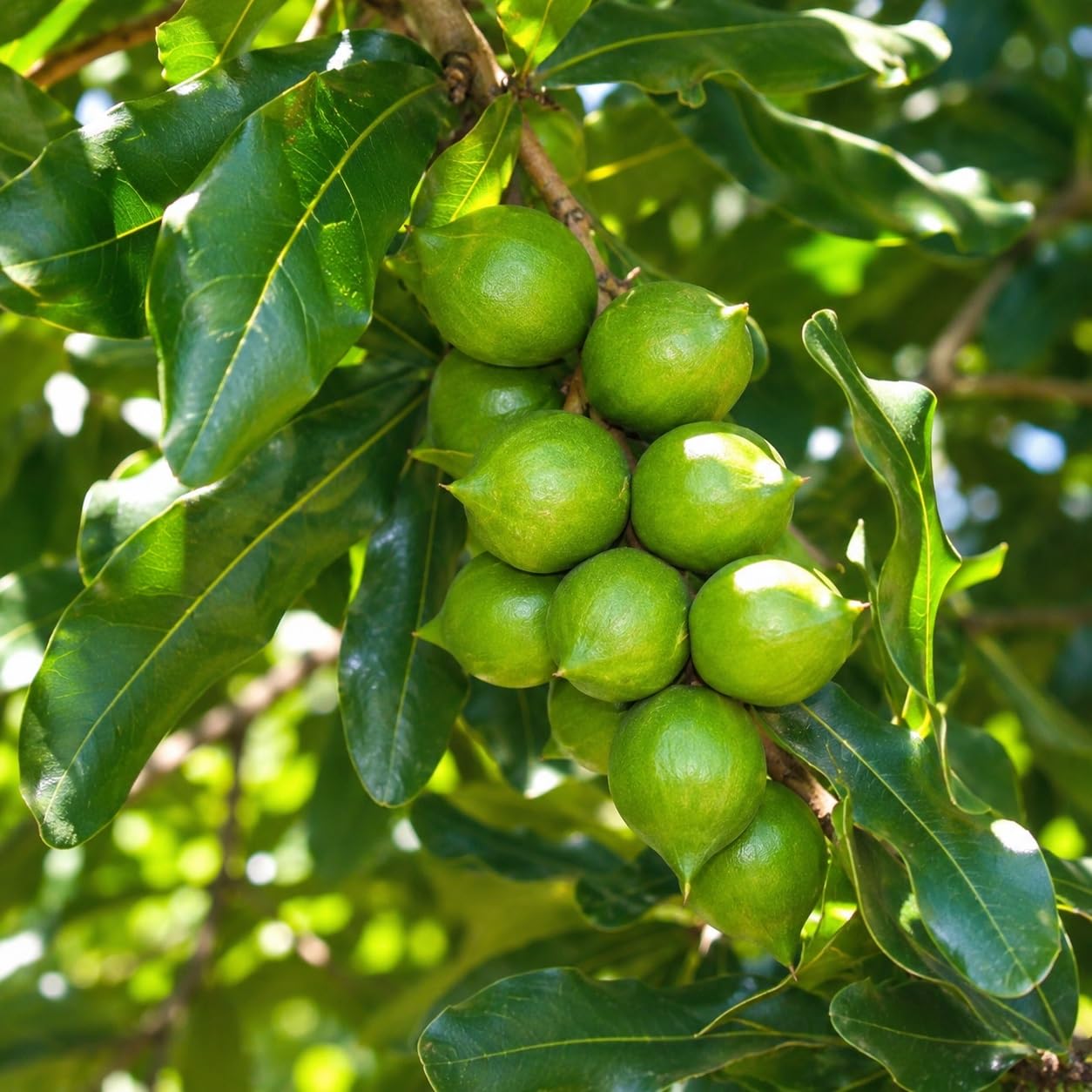 Platone Macadamia Variety Live Fruit Plant, Macadamia Nut Healthy Plant for Home & Outdoor Garden, Pack of 1