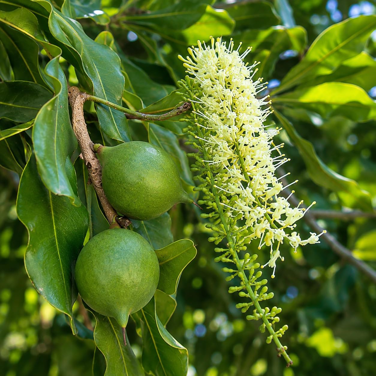 Platone Macadamia Variety Live Fruit Plant, Macadamia Nut Healthy Plant for Home & Outdoor Garden, Pack of 1