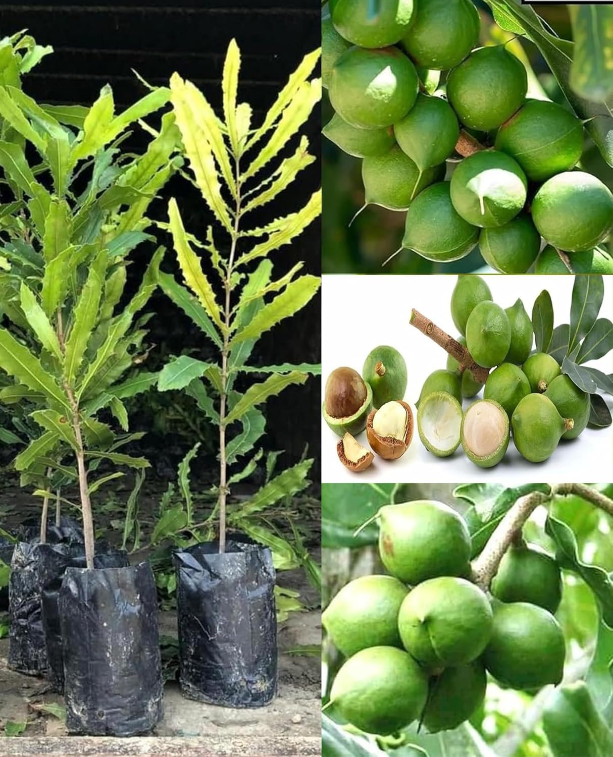 Platone Macadamia Live plant Orginal Rear Australian Variety nut