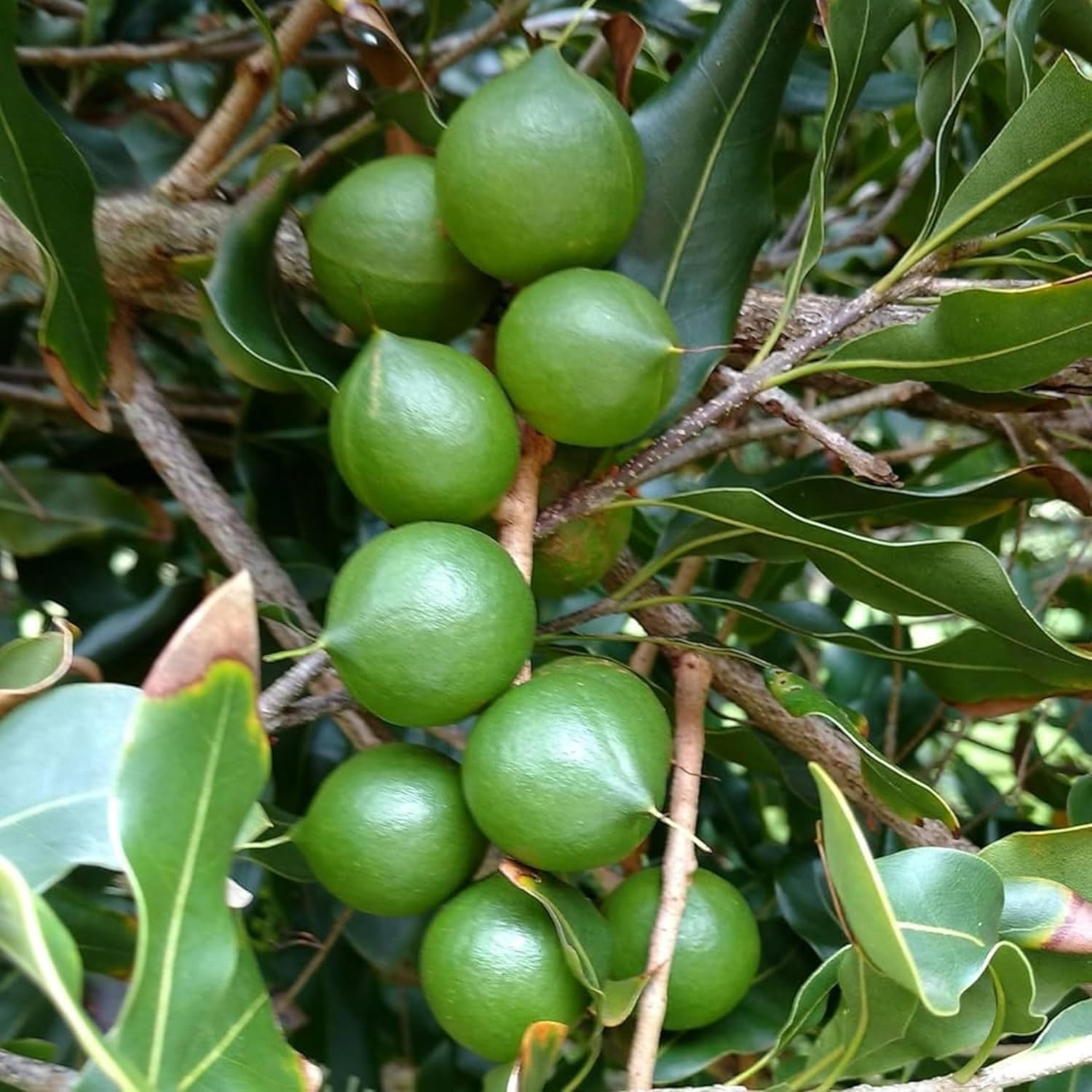Platone Macadamia Live plant Orginal Rear Australian Variety nut