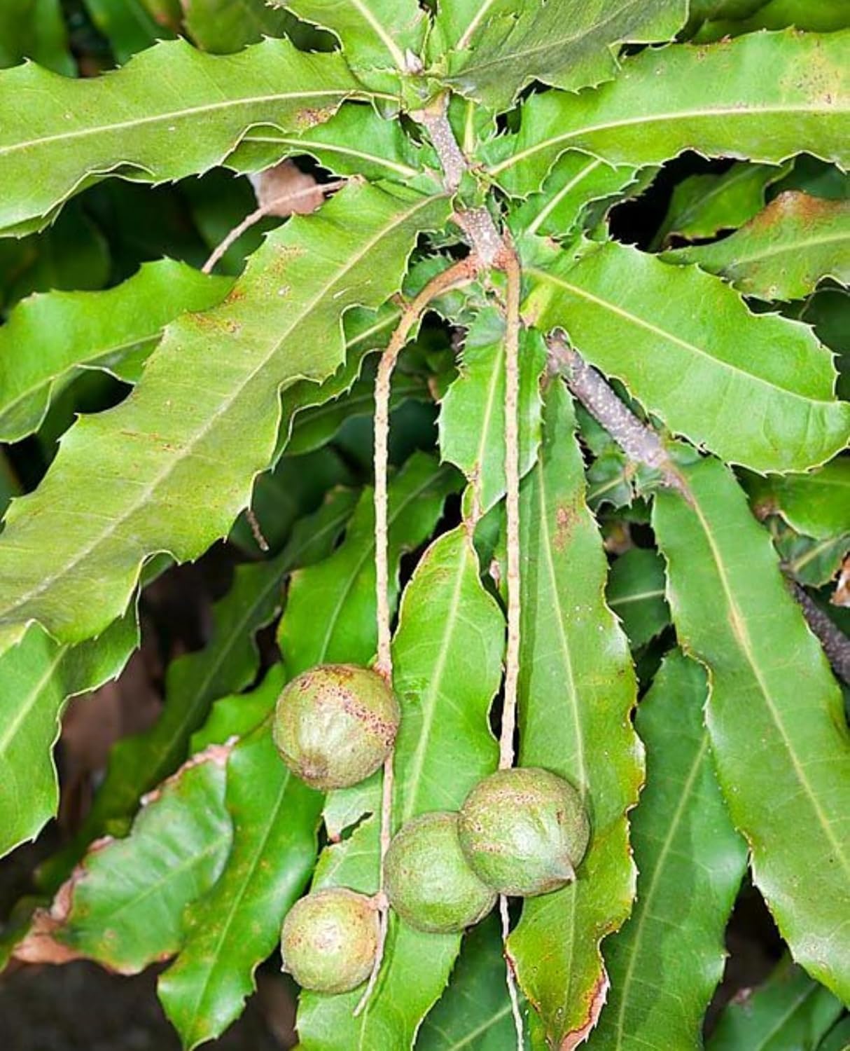 Platone Macadamia Live plant Orginal Rear Australian Variety nut