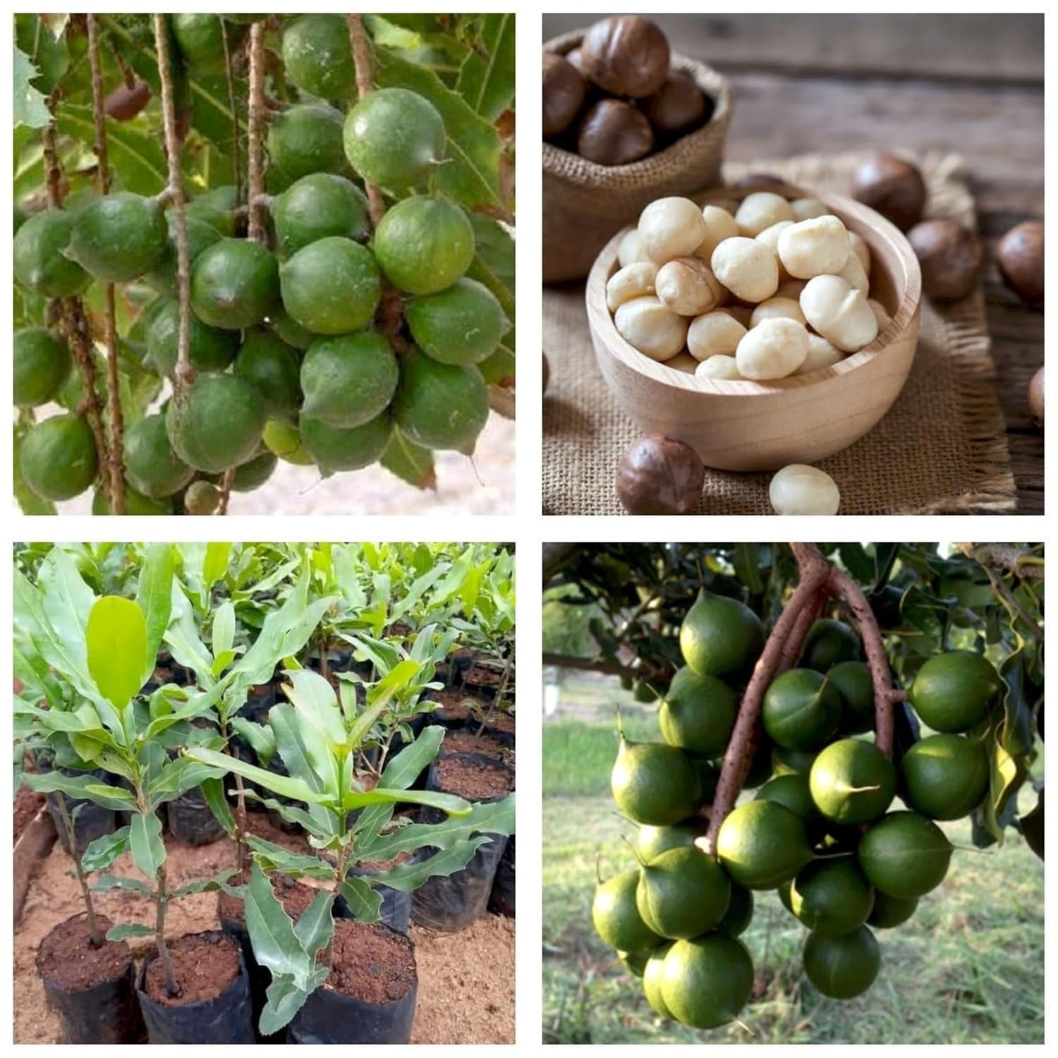 Platone Macadamia Live plant Orginal Rear Australian Variety nut