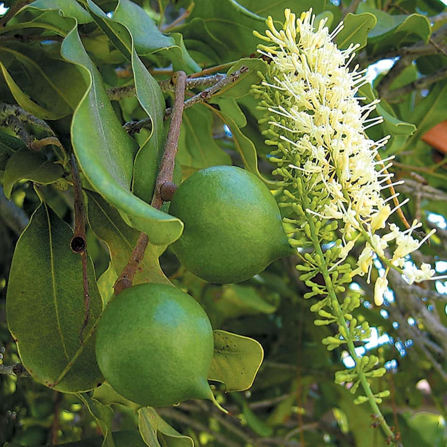 Platone Macadamia Live plant Orginal Rear Australian Variety nut
