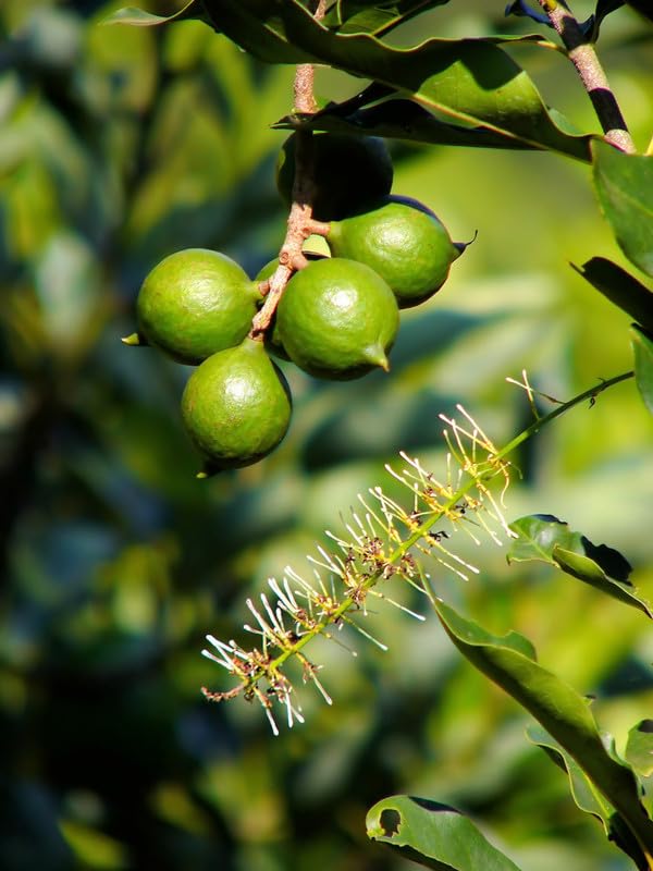 Platone Macadamia Nut Tree Healthy Plant.