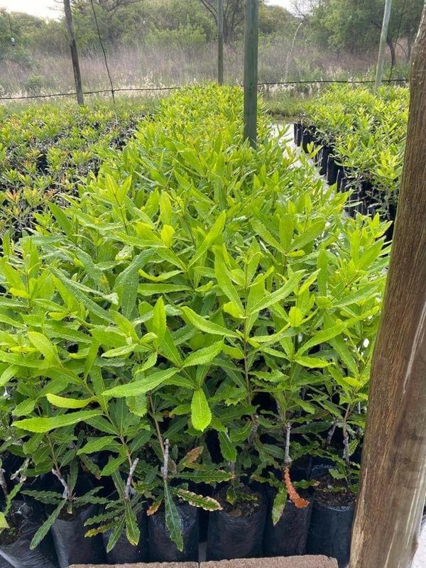 Platone Macadamia Nut Tree Healthy Plant.