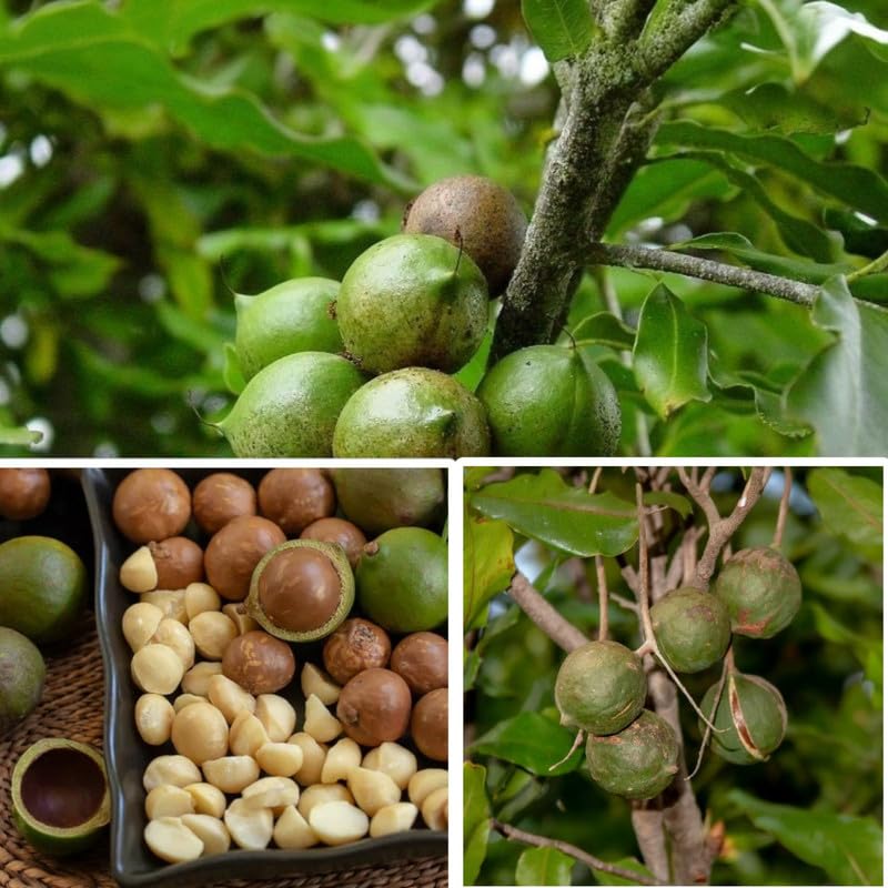 Platone Macadamia Nut Tree Healthy Plant.