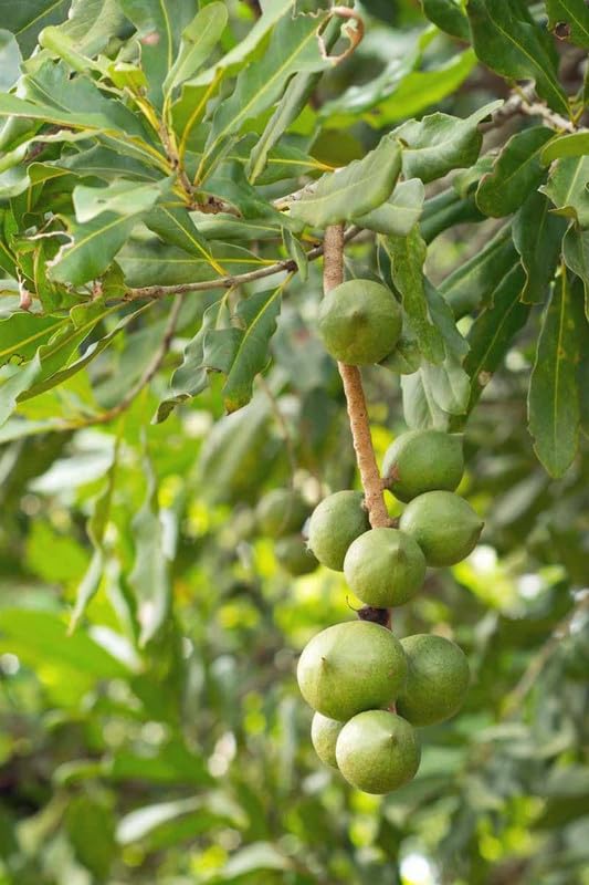 Platone Macadamia Nut Tree Healthy Plant.