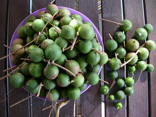 Platone Macadamia Nut Tree Healthy Plant.