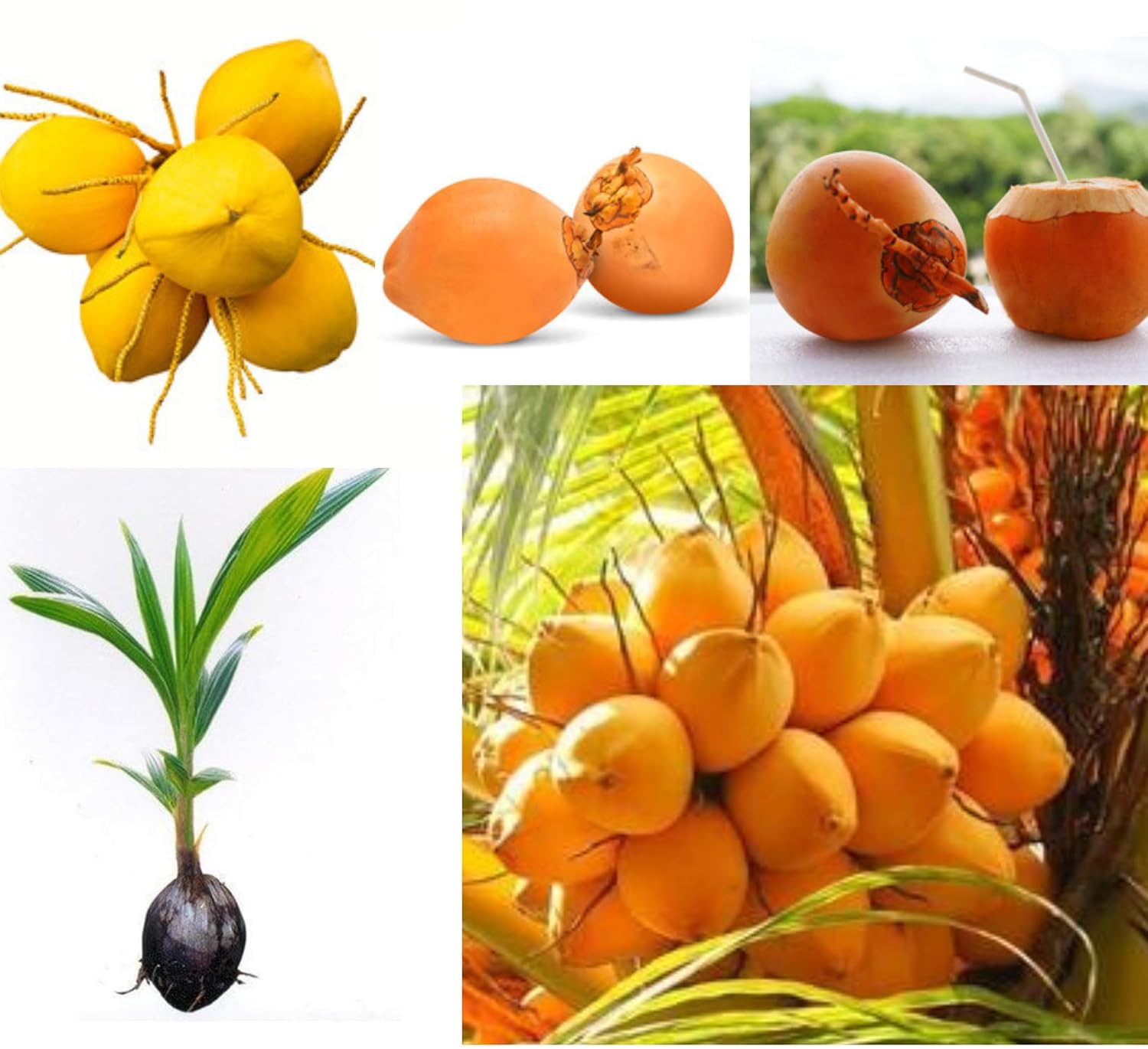 Platone Yellow Coconut Tree Plant Hybrid Furit .