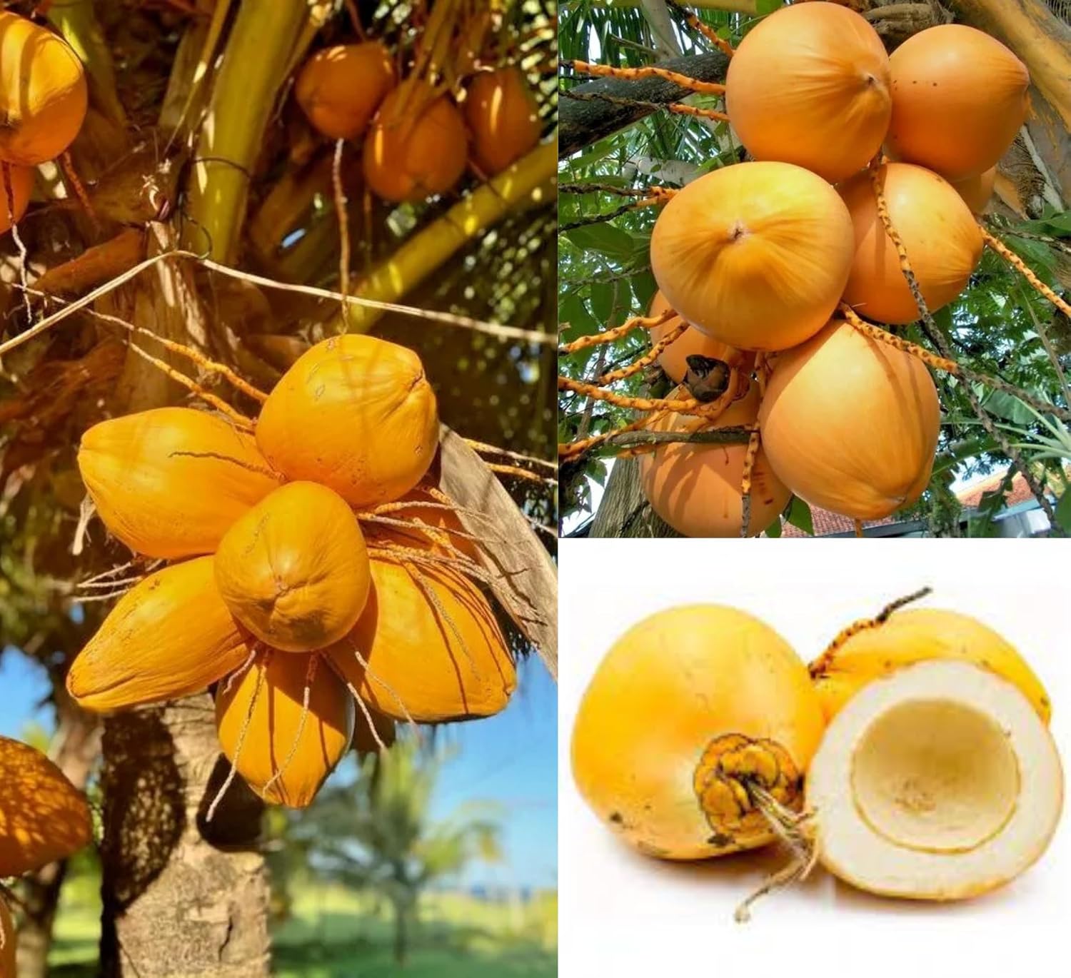 Platone Yellow Coconut Tree Plant Hybrid Furit .