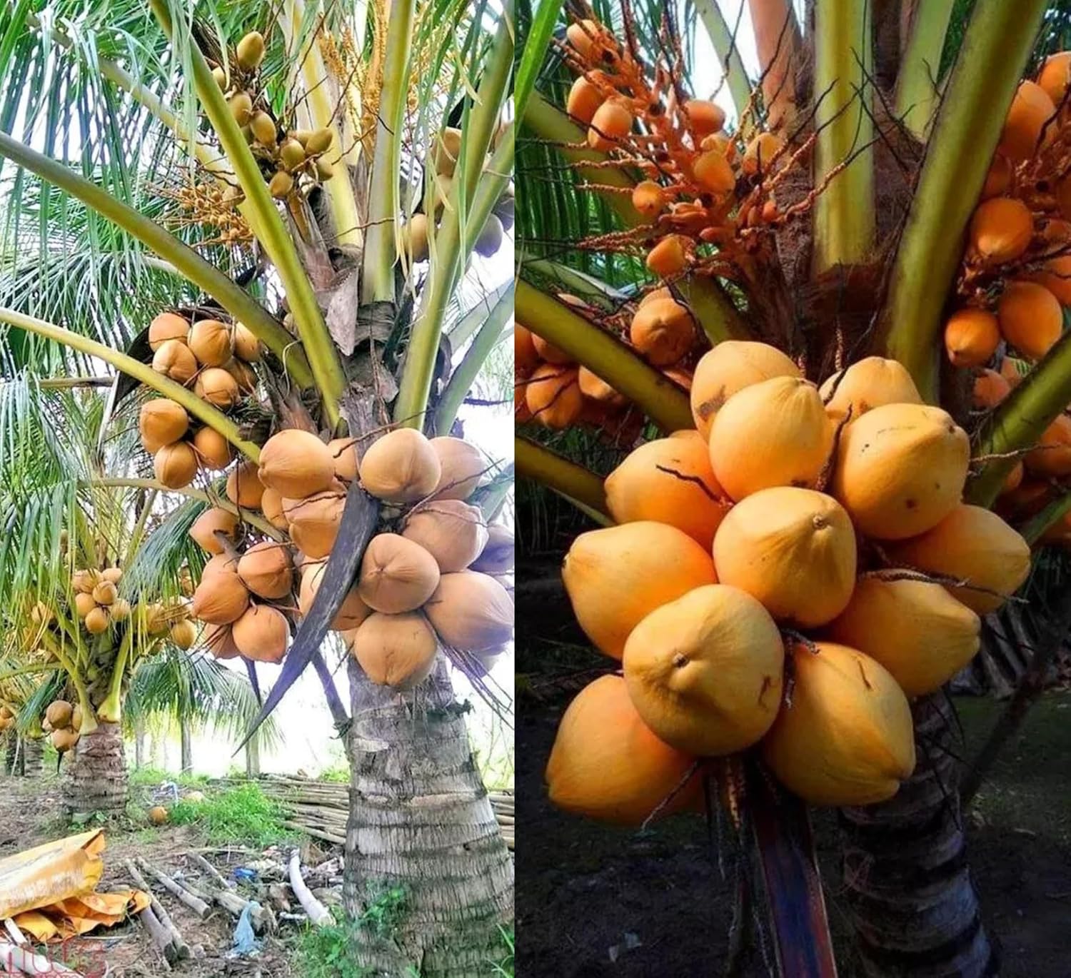 Platone Yellow Coconut Tree Plant Hybrid Furit .