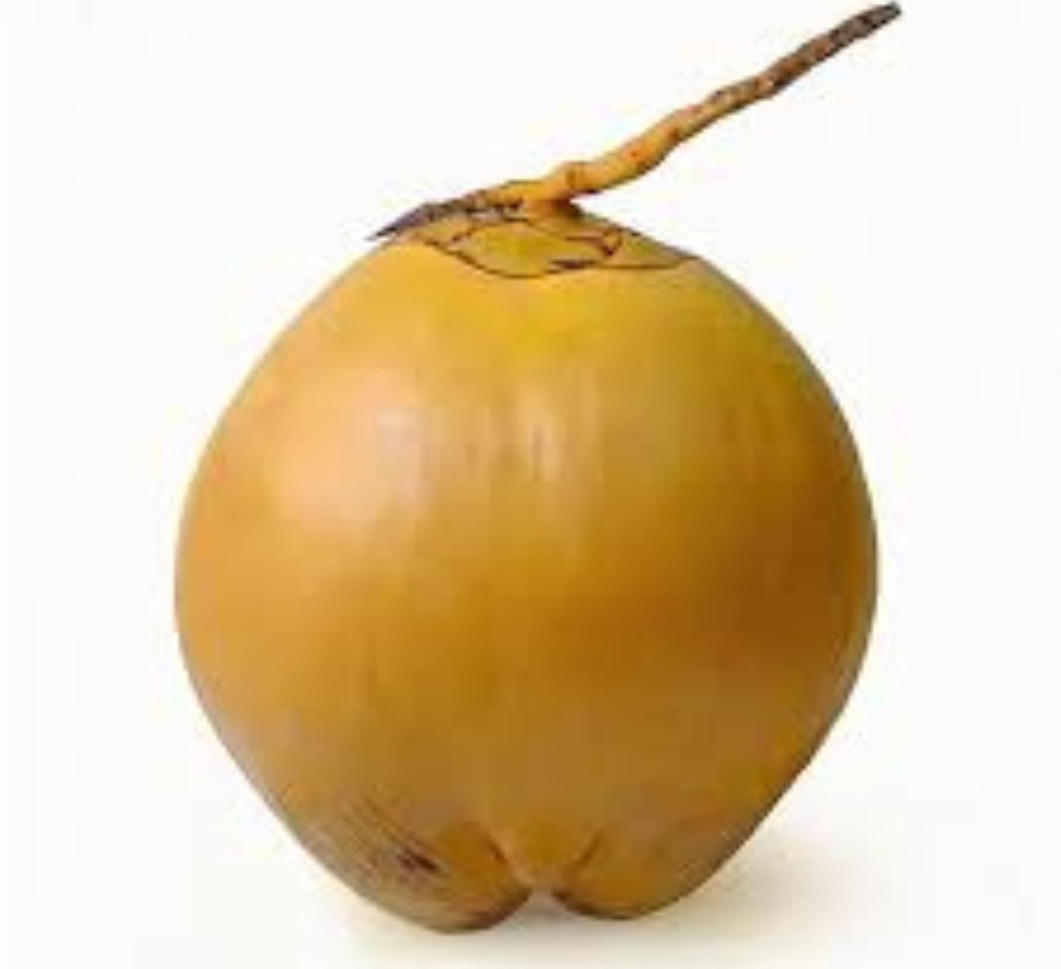 Platone Yellow Coconut Tree Plant Hybrid Furit .