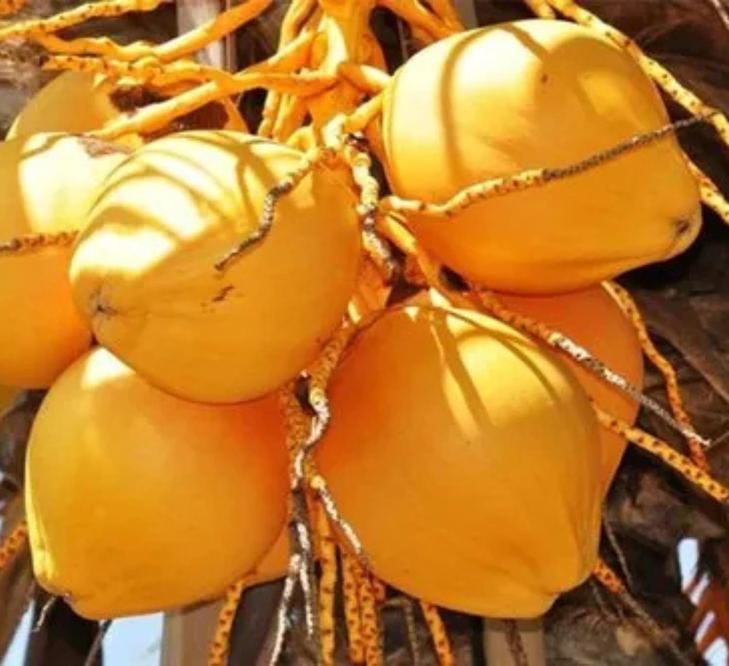 Platone Malayan Yellow Dwarf Coconut Plant.
