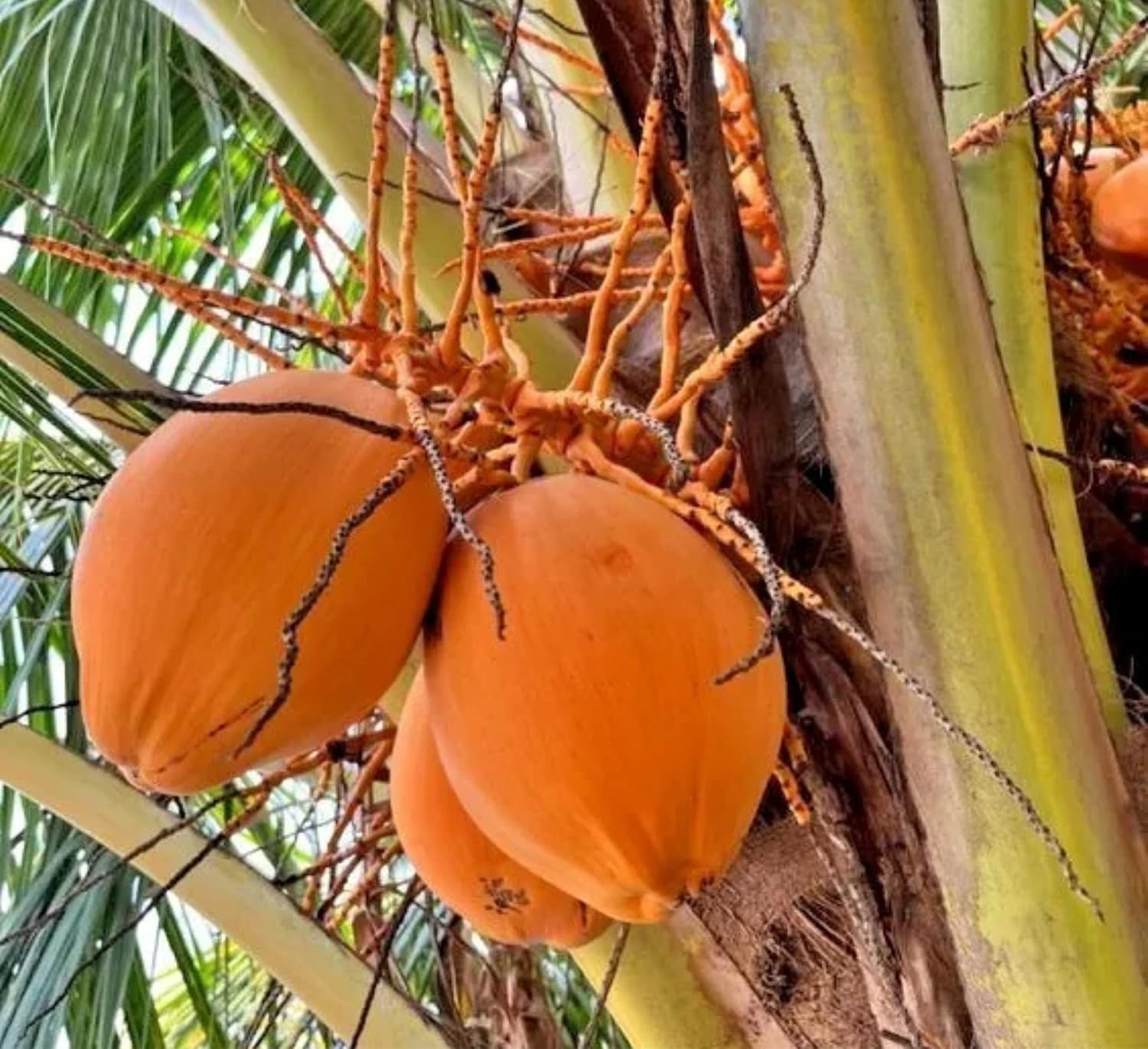 Platone Malayan Yellow Dwarf Coconut Plant.