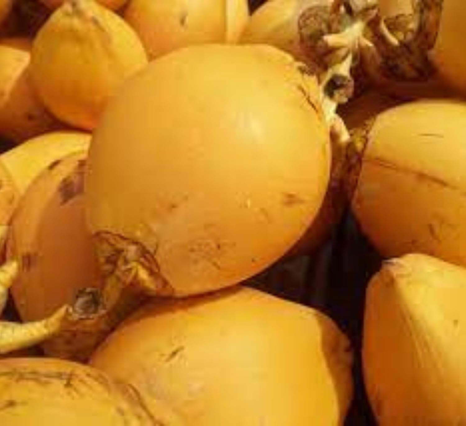 Platone Malayan Yellow Dwarf Coconut Plant.