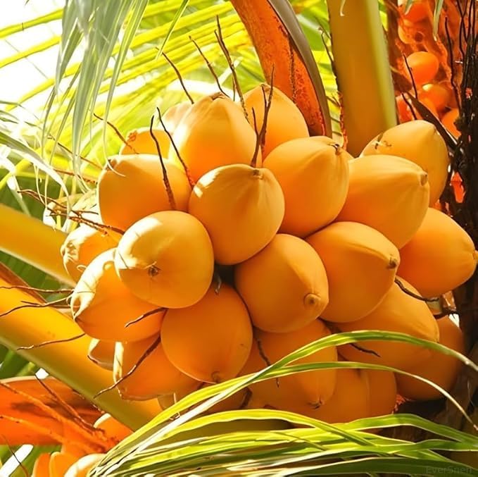 Platone Coconut Live Plant - Dwarf Coconut Yellow Malayan Live Plant Kerala Coconut Tree Plant.