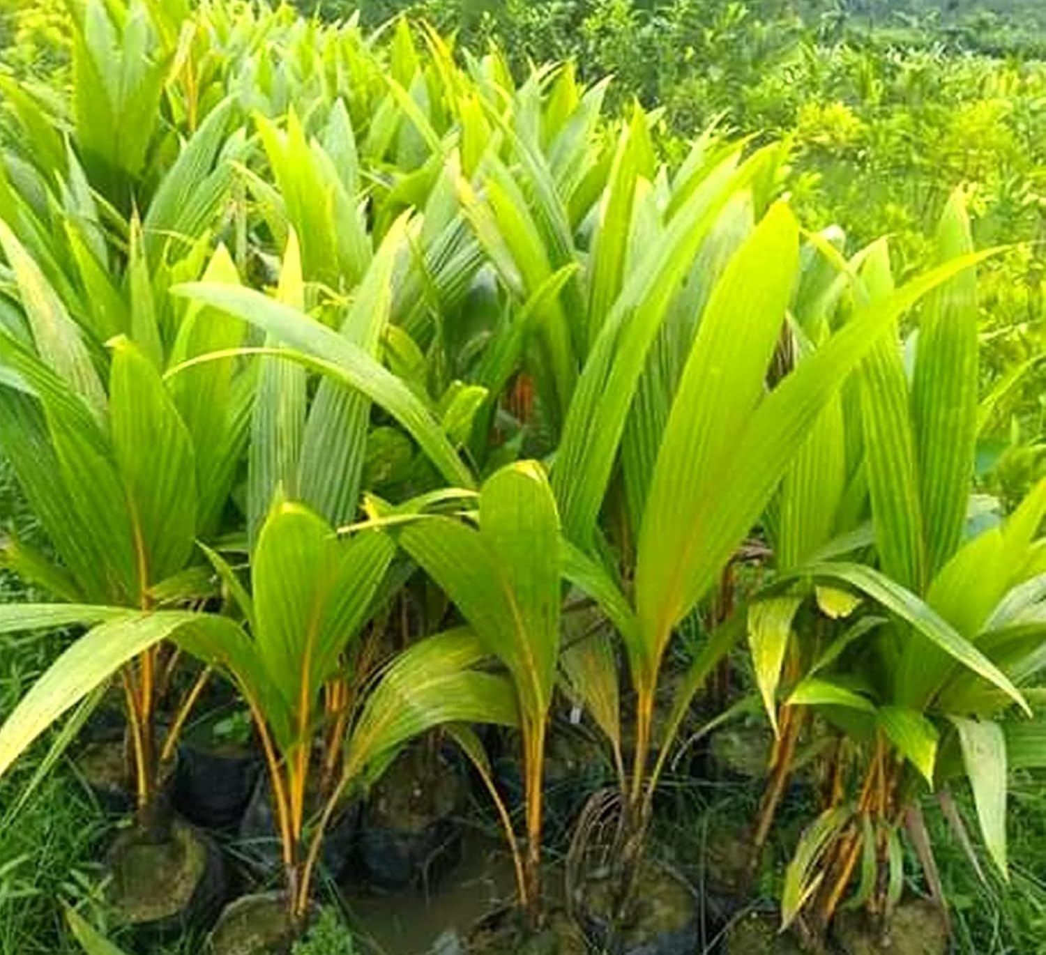 Platone Coconut Live Plant - Dwarf Coconut Yellow Malayan Live Plant Kerala Coconut Tree Plant.
