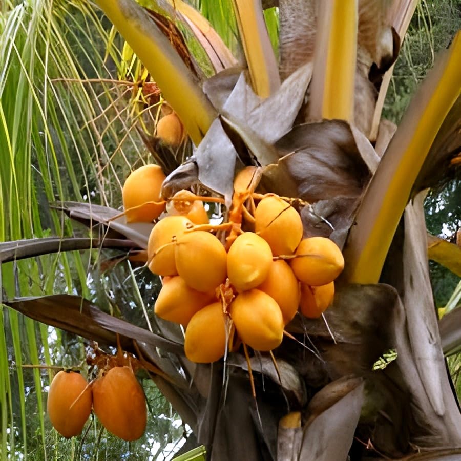 Platone Kerala High Yield Rare Dwarf Red Coconut Fruit Tree ll Home Garden Fruit Outdoor & Indoor plant