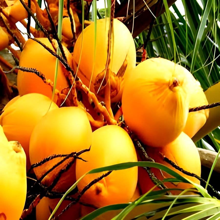 Platone Kerala High Yield Rare Dwarf Red Coconut Fruit Tree ll Home Garden Fruit Outdoor & Indoor plant