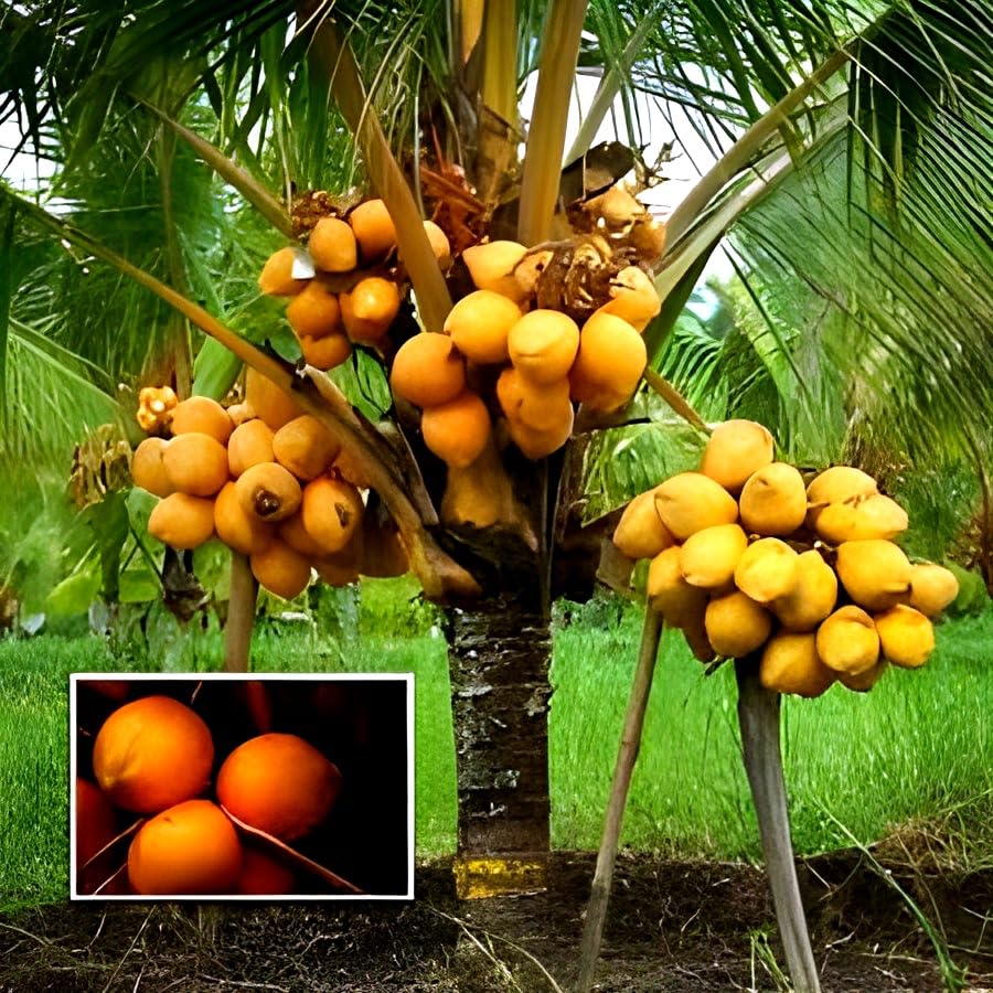 Platone Kerala High Yield Rare Dwarf Red Coconut Fruit Tree ll Home Garden Fruit Outdoor & Indoor plant