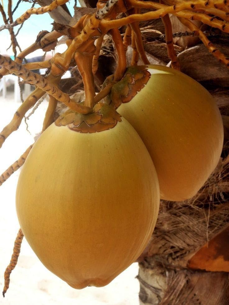 Platone Kerala Kalpasree Hybrid Variety Dwarf Coconut Plant.