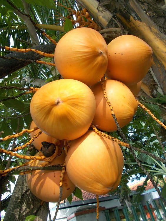 Platone Kerala Kalpasree Hybrid Variety Dwarf Coconut Plant.