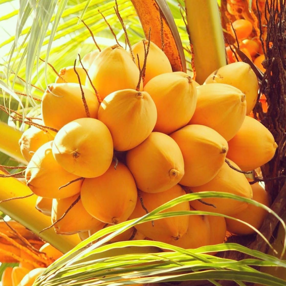 Platone Kerala Kalpasree Hybrid Variety Dwarf Coconut Plant.