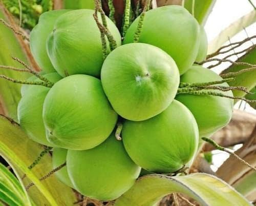 Platone Kerala Dwarf Variety Original Vietnam green Coconut Hybrid Tree Healthy Live Plant
