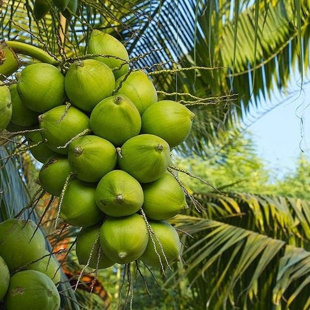 Platone Kerala Dwarf Variety Original Vietnam green Coconut Hybrid Tree Healthy Live Plant