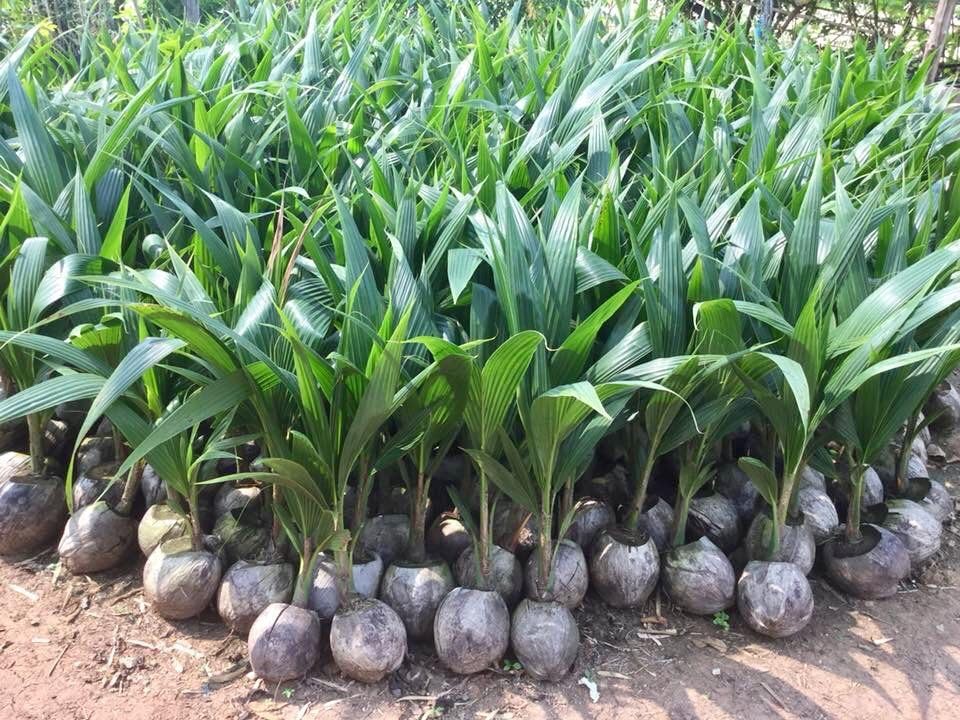 Platone Kerala Dwarf Variety Original Vietnam green Coconut Hybrid Tree Healthy Live Plant