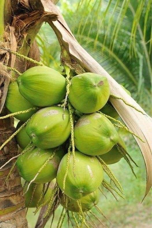Platone Green Kerala Malayan coconut plant Tree (Narial ka podha) hybrid coconut fruit plant.