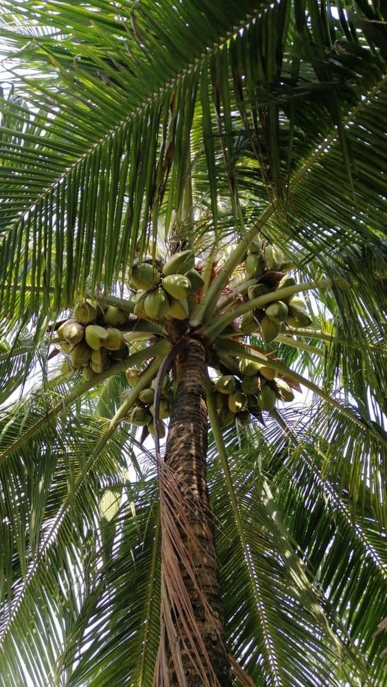 Platone Green Kerala Malayan coconut plant Tree (Narial ka podha) hybrid coconut fruit plant.