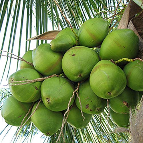 Platone Kerala Green Coconut Plant Tree.