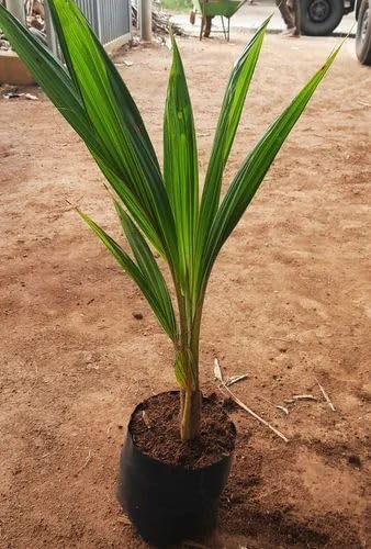 Platone Kerala Green Coconut Plant Tree.